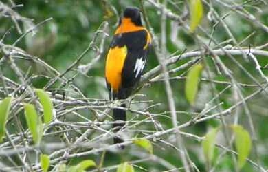 Imagem 16: Linda Fazenda em Ipiaú Bahia