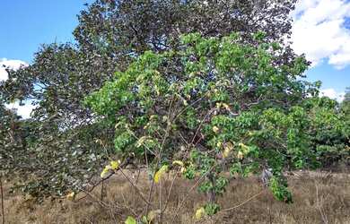 Imagem 4: 11.000 M2 BR 135 Acesso ao Pentáurea