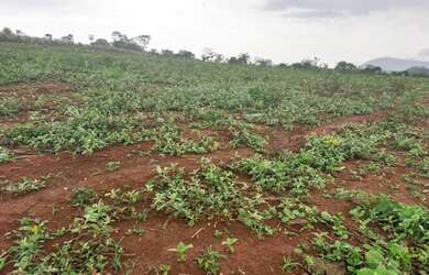 Imagem 13: Fazendinhas rurais em juatuba