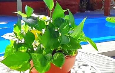 Imagem: Aluguel temporada Mosqueiro Murubira