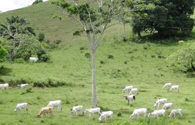 Imagem: A fazenda possui 1.400m² de Área e está localizado em Maragogipe