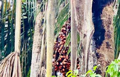 Imagem 13: Sítio km 45 de Novo Airão, Igarapé de água corrente, Luxo