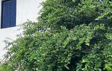 Imagem: A casa possui 2 Dormitórios, 1 Banheiro, 150m² de Área e