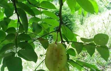 Imagem 15: Linda Fazenda em Ipiaú Bahia