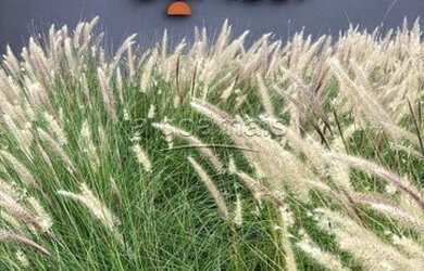 Imagem 3: XANGRI-Lá - Terreno Padrão - Condominio Sunset Xangri-la