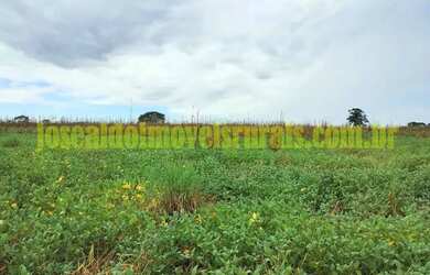 Imagem 13: Fazenda 20,0 alqueires em soja, ribeirão, Monte Alegre de Minas MG