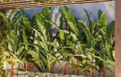 Imagem 2: Lançamento Mundi Rooftop Condomínio Horizontal com Casas Espaçosas...