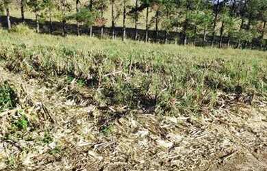 Imagem: O terreno possui 600m² de Área e está localizado em Centro