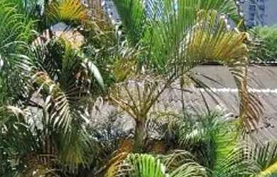 Imagem 9: APARTAMENTO SÃO GONÇALO MUTONDO