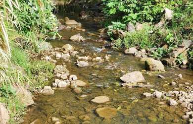 Imagem 12: Sítio / Chácara para Venda em Nova Petrópolis, São Jacó