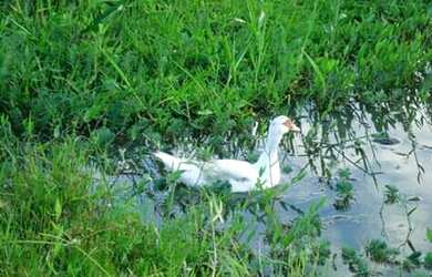 Imagem 7: Linda Fazenda em Ipiaú Bahia
