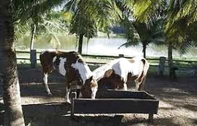 Imagem 14: Paraiso dos Sonhos no condomínio da fazenda Fiore