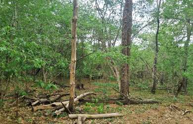 Imagem 12: Fazenda 2.750 hectares valor 8.250.000