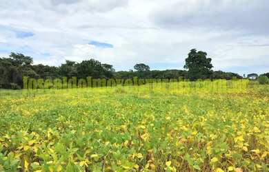 Imagem 16: Fazenda 20,0 alqueires em soja, ribeirão, Monte Alegre de Minas MG