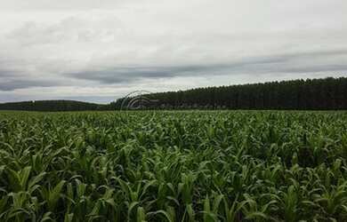 Imagem: A fazenda possui 63.000.000m² de Área e está localizado