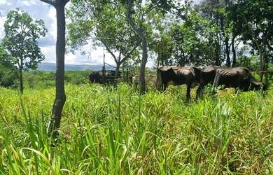 Imagem 12: Sitio 9 hectares e meia valor 295.000