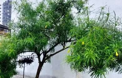 Imagem 3: 1 e 2/4 - Stiep Casas. 30m² de Área, 1 Vaga na garageme2 Dormitórios