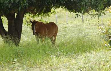 Imagem 15: Linda fazenda com 27 Hectares na champada diamantina