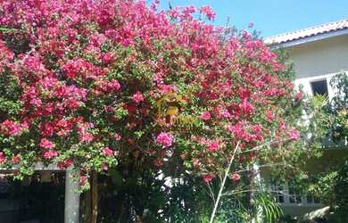 Imagem 5: Santana de Parnaíba - Casa Padrão - Alphaville 09