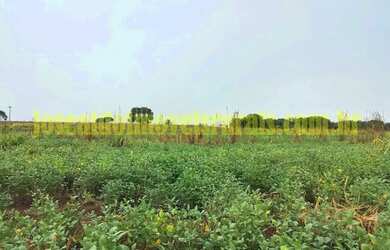 Imagem 9: Fazenda 20,0 alqueires em soja, ribeirão, Monte Alegre de Minas MG