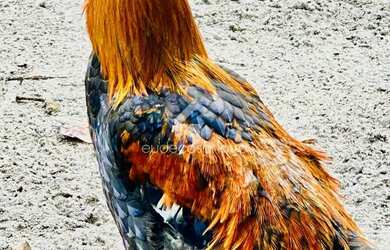 Imagem 16: Sítio km 45 de Novo Airão, Igarapé de água corrente, Luxo