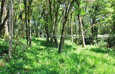 Imagem 9: TERRENO EM CONDOMINIO FECHADO EM CANELA