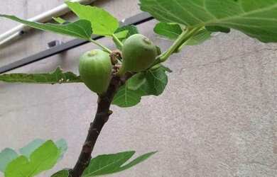 Imagem 12: Casa com 4 dormitórios à venda, 375 m² por R$ 950.000,00 - Village...