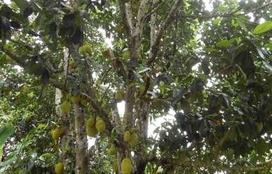 Imagem 3: Linda fazenda com 27 Hectares na champada diamantina