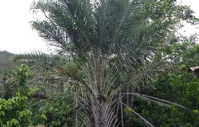 Imagem 2: Linda fazenda com 27 Hectares na champada diamantina