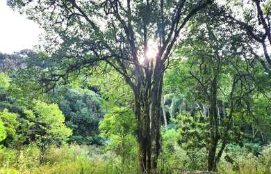 Imagem 8: Sítio / Chácara para Venda em Nova Petrópolis, Linha Pirajá Baixa