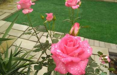 Imagem 14: Sobrado para Venda em Curitiba, Boa Vista, 4 dormitórios, 1 suíte, 3...