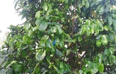 Imagem 5: Terreno à venda, 1019 m² por R$ 165.000,00 - Condomínio Residencial...