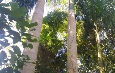 Imagem 8: Terreno à venda, 4500 m² por R$ 180.000,00 - Água do Pari - Jataizinho/PR