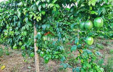 Imagem 15: Sítio em Centro - Centro - São Miguel Arcanjo/SP