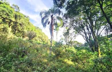 Imagem 5: Sítio / Chácara para Venda em Nova Petrópolis, Linha Pirajá Baixa