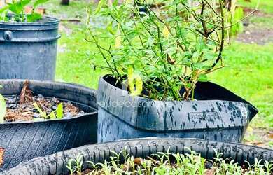 Imagem 15: Sítio km 45 de Novo Airão, Igarapé de água corrente, Luxo