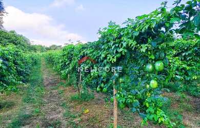 Imagem 5: Sítio em Centro - Centro - São Miguel Arcanjo/SP