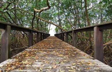 Imagem 6: Área para Venda em Santa Cruz Cabrália, guaiu