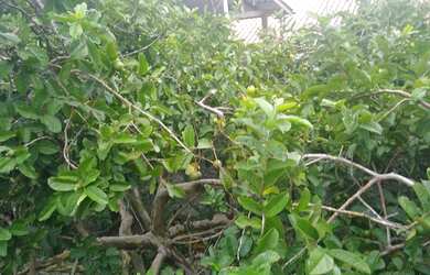 Imagem 2: Casa barreiros Casa com 3 dormitórios