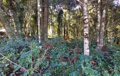 Imagem 8: Terreno à Venda em Canela