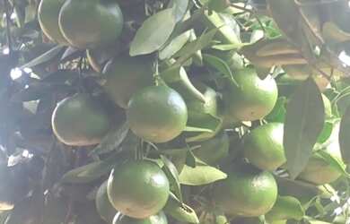 Imagem 9: Linda chacara com ribeirao casa pitoresca apenas 123 mil.reais