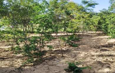 Imagem 7: Excelente Terreno Balneário Bico da Pedra
