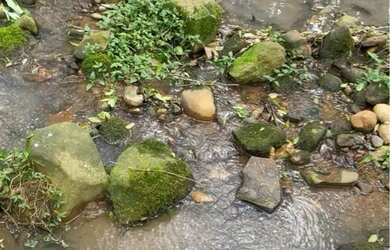 Imagem 15: Vende-se ou Aluga-se Chácara em São Marcos