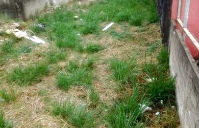 Imagem 4: Caraguatatuba - Terreno Padrão - Praia das Palmeiras