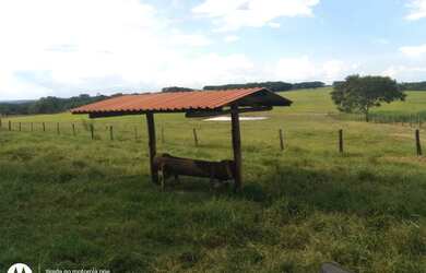 Imagem: A fazenda está localizado em Tietê, SP à venda por R$14.000.000