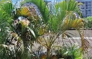 Imagem 8: APARTAMENTO SÃO GONÇALO MUTONDO