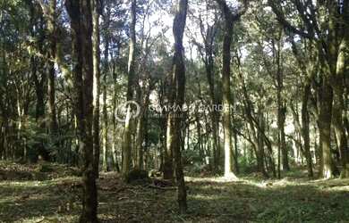 Imagem 2: TERRENO EM CONDOMINIO FECHADO EM CANELA