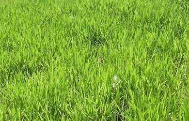 Imagem 4: Terreno à venda, 800 m² por R$ 310.000,00 - Reserva Santa Monica - Itupeva/SP