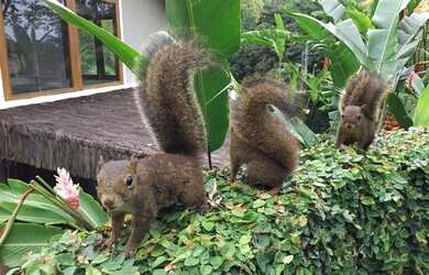 Imagem 12: Casa residencial à venda, Piúva, Ilhabela
