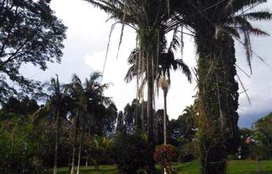 Imagem 4: Sítio rural à venda, Sitios Farm, Porto Feliz